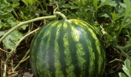 康欣娱乐吃瓜君,揭秘娱乐圈幕后真相